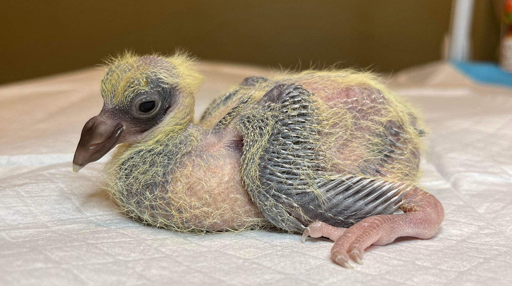 Pigeons Helping Pigeons!