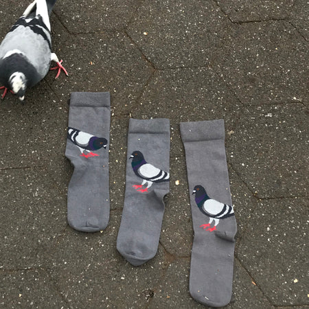 PIGEON has landed!