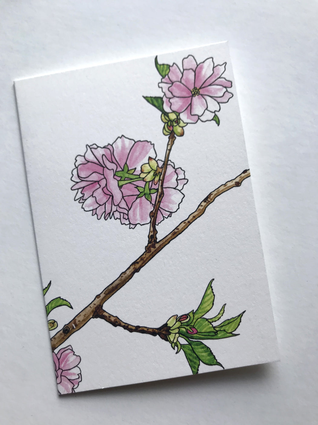 MADE IN USA Sakura (Cherry Blossom) Note Cards by Kate T. Williamson